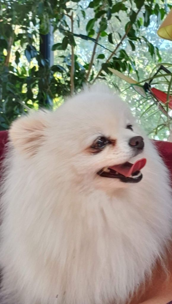 fluffy magic Tsarevna budur