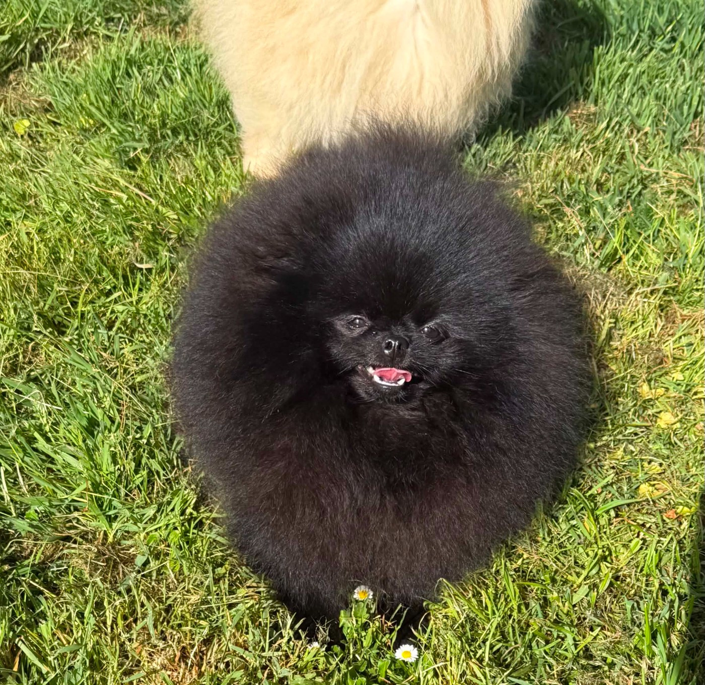 Vvin My Miss Mon Amour De Pomeranien