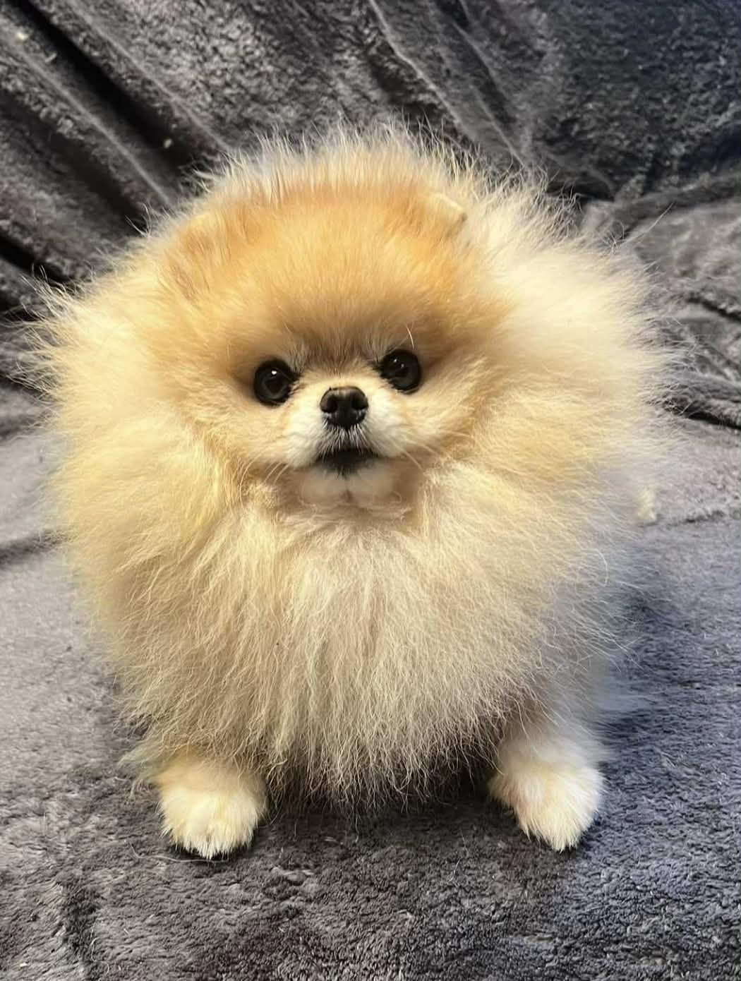 ulky Mon Amour De Pomeranien