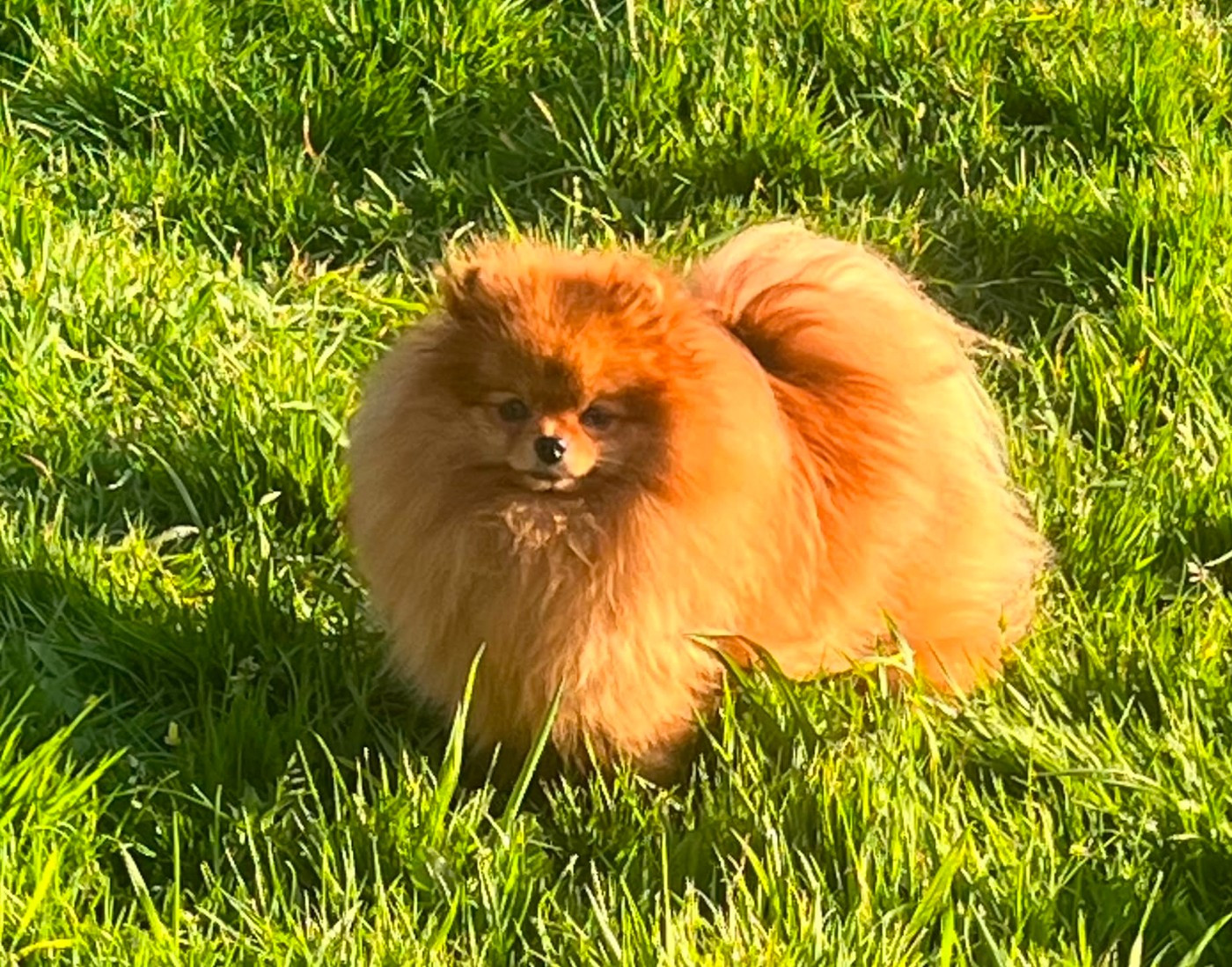 Vvillow Mon Amour De Pomeranien