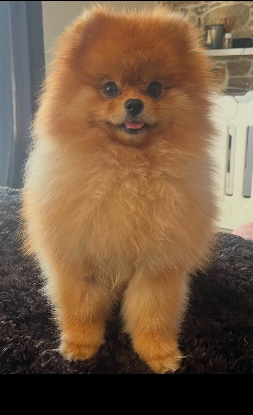 brad pitt Mon Amour De Pomeranien