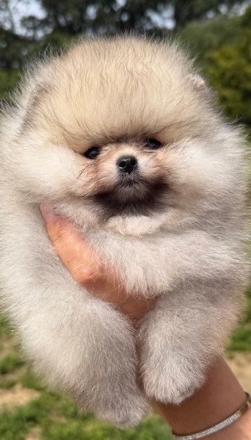 Mon Amour De Pomeranien - Chiots disponibles - Spitz allemand