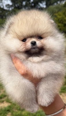 Chiot N°1