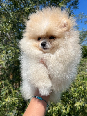 CHIOT 4