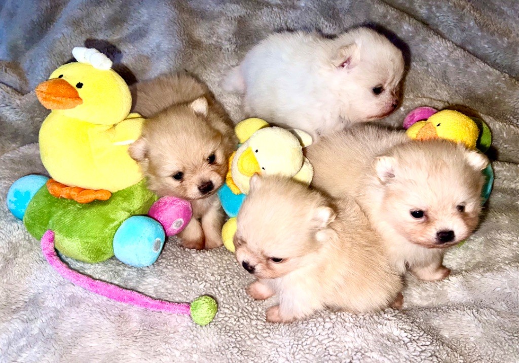 Chiot Spitz allemand Mon Amour De Pomeranien