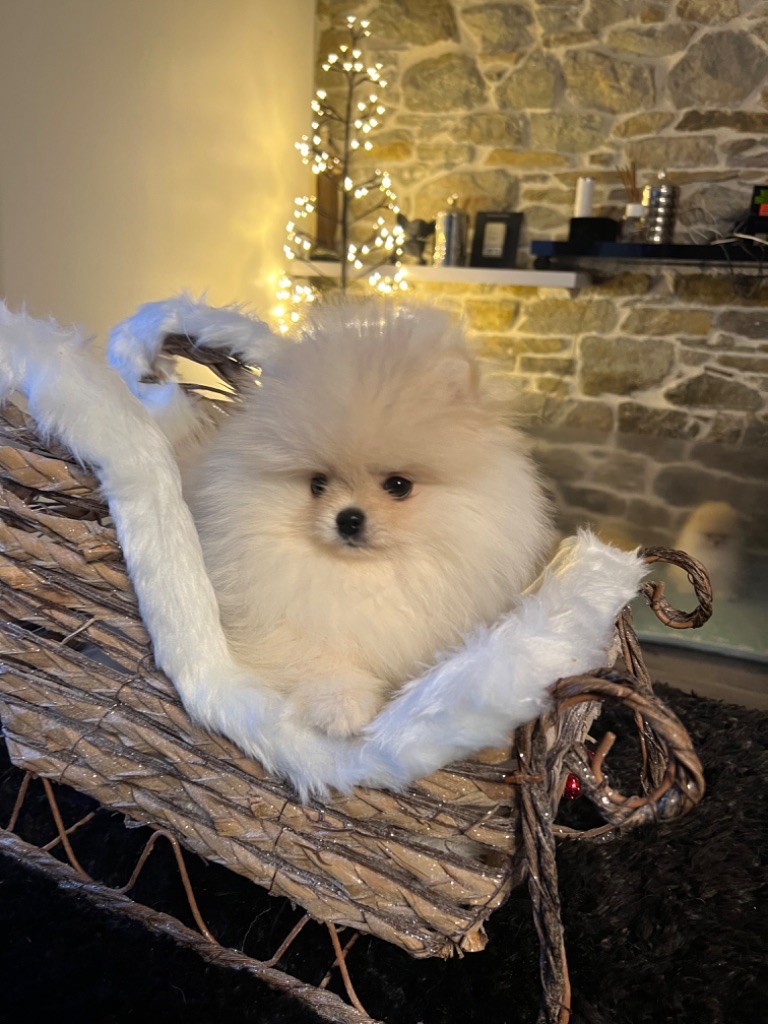 Mon Amour De Pomeranien - Spitz allemand - Portée née le 05/09/2023